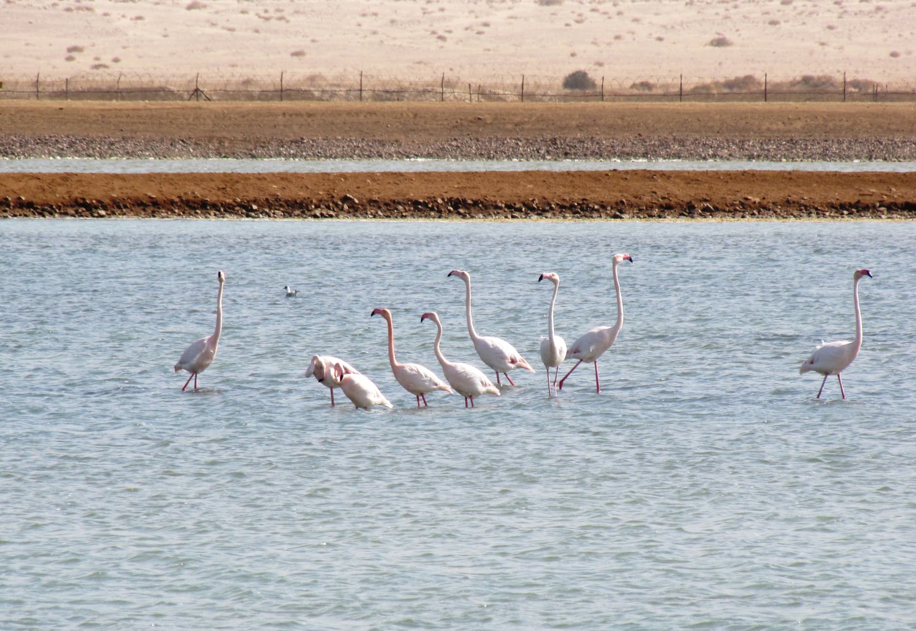 Flamingo Pond